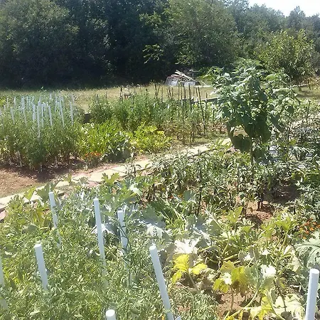 招待所 伊万卡巴拉克膳食公寓