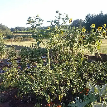 伊万卡巴拉克膳食公寓 2* Međugorje