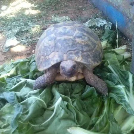 伊万卡巴拉克膳食公寓 2* Međugorje