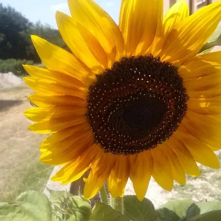 伊万卡巴拉克膳食公寓 Međugorje