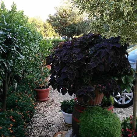 伊万卡巴拉克膳食公寓 招待所