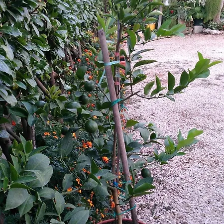 伊万卡巴拉克膳食公寓 招待所 Međugorje