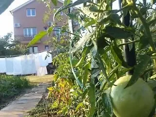 伊万卡巴拉克膳食公寓 招待所 2*